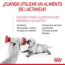 Babycat Milk 300gr. / Royal Canin