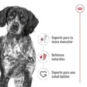 Royal Canin Medium Adulto para Perros