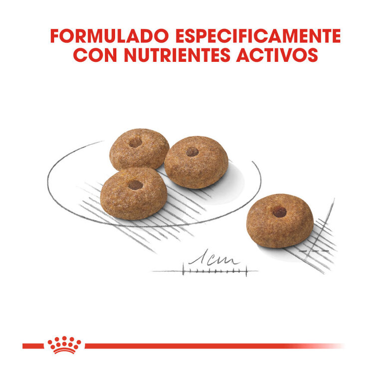 Royal Canin Mini Sterilised Adulto para Perros